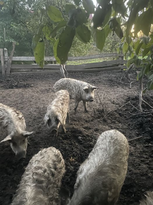 Продам свиней  монгалы