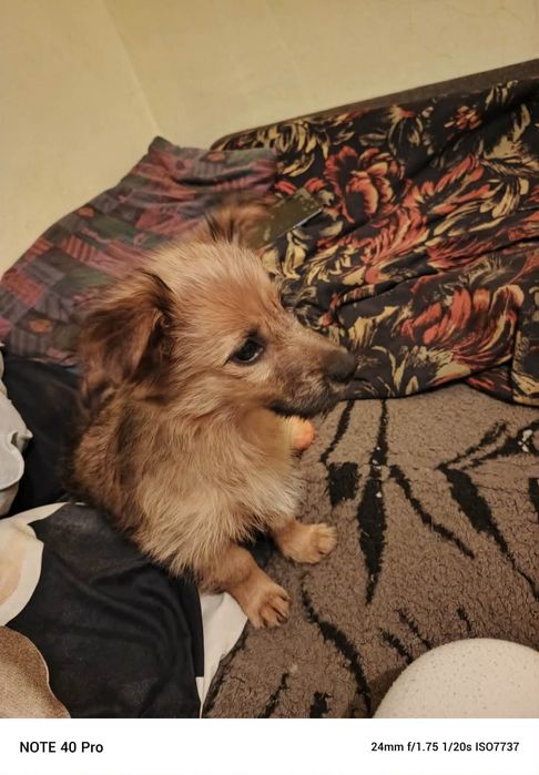 Mała suczka 3 miesiące