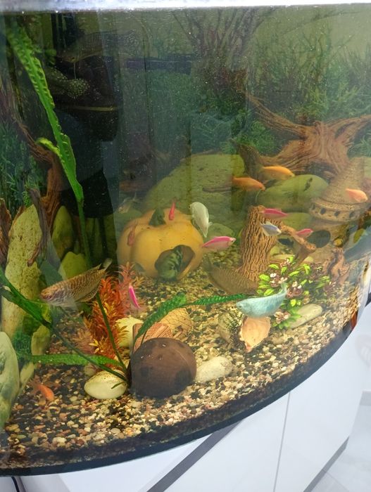 Акваріум кутовий