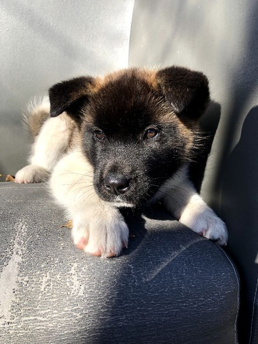 Щенки американской акиты