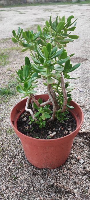 Planta suculenta