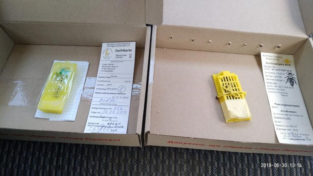 Плідна карніка Пешец, бджоломатки, пчеломатки.бджоли.матка