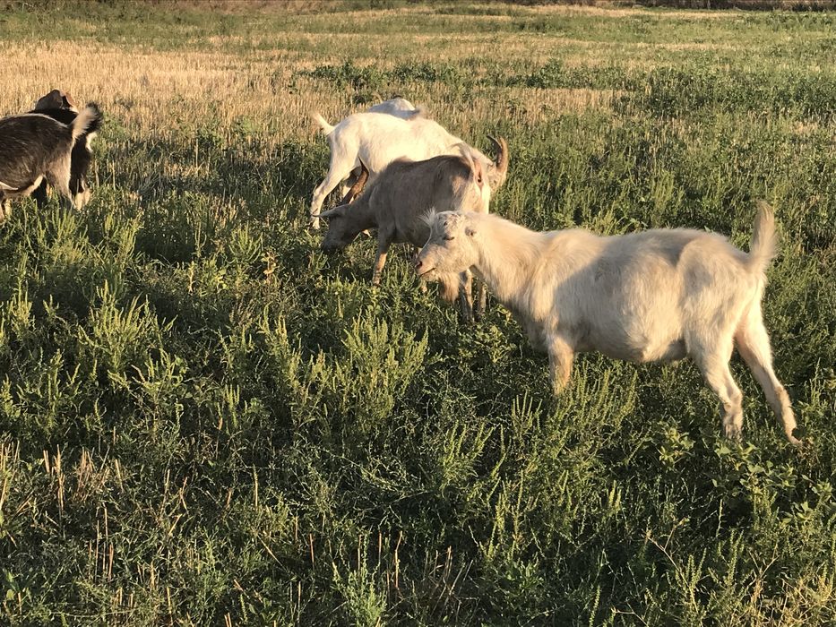 Продам козликов