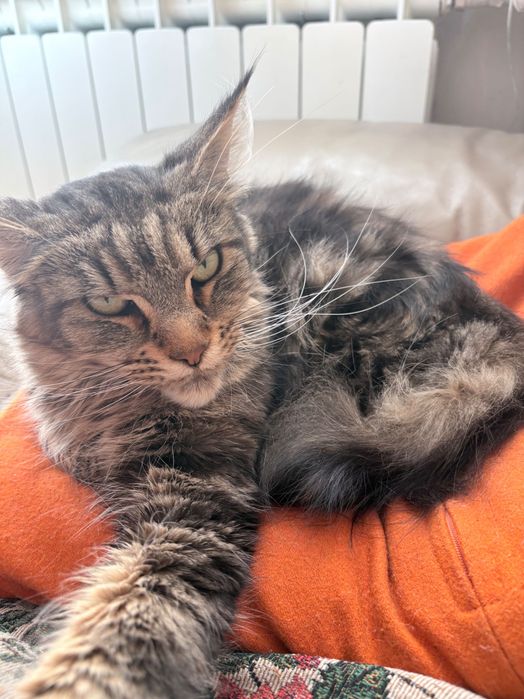 Oddam kotkę Maine Coon