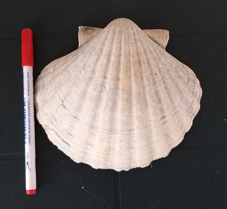7 conchas do mar.