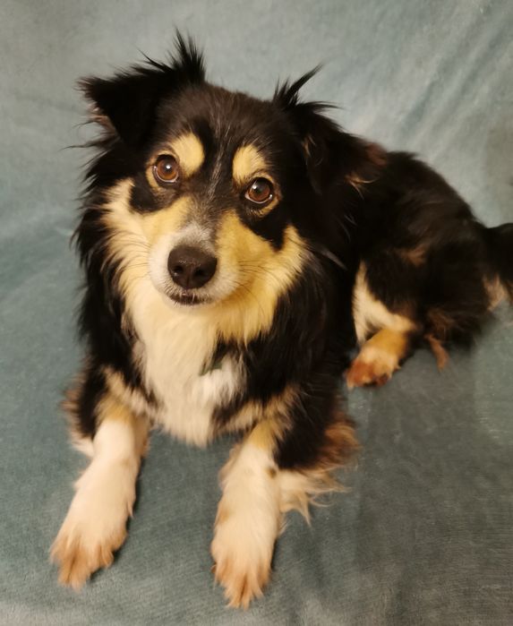 Mały łagodny psiak szuka domu