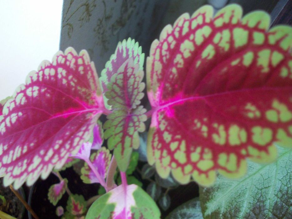 Колеус Неприхотливый влаголюбивый 9 сортов Вышлю срезыЧеренки укореню.