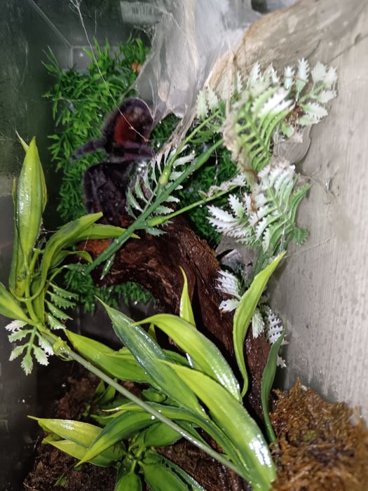 Caribena Versicolor