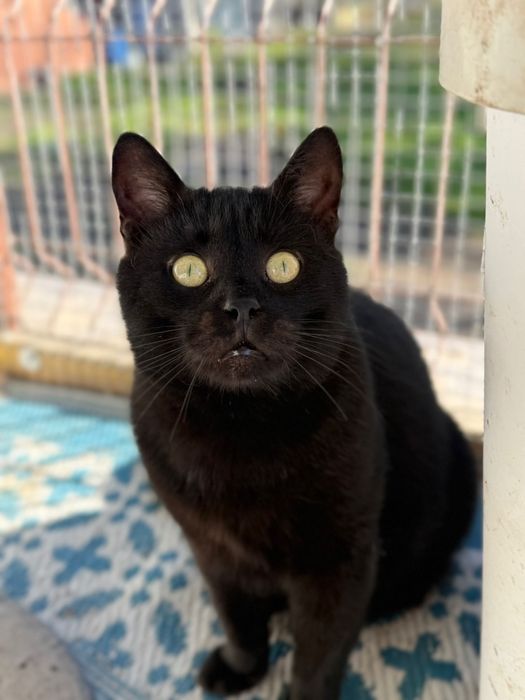 Tofik do adopcji szuka domu