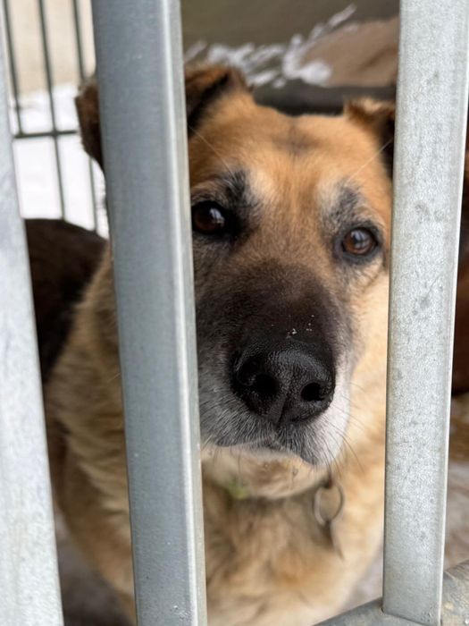 Nero gotowy do adopcji