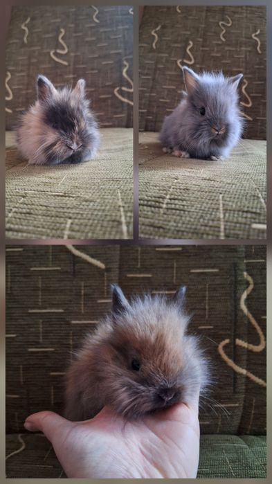 Króliczki Karzełki Teddy
