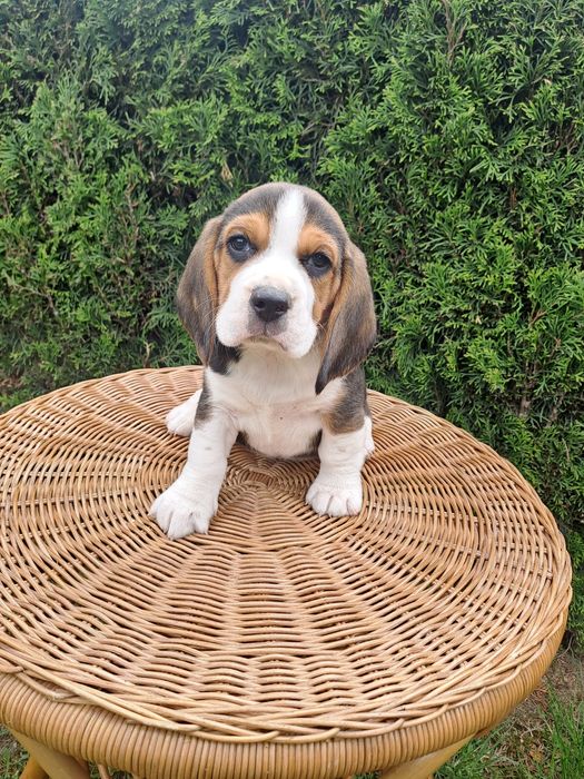 Śliczny piesek beagle z rodowodem.