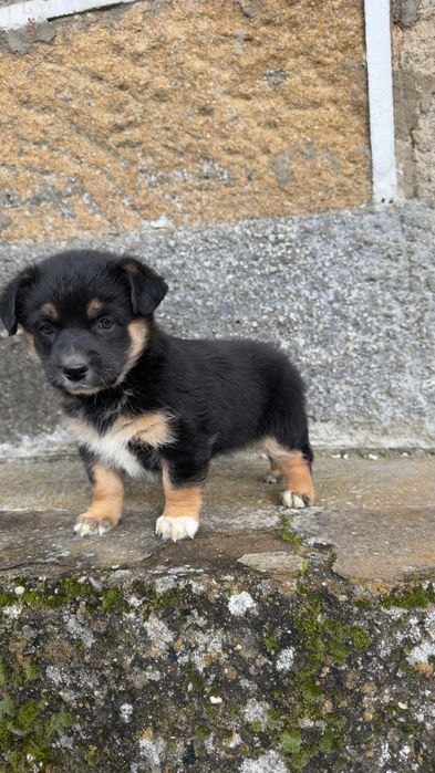 Border Collie Fêmea Tricolor nascida a 07 de Dezembro de 2025