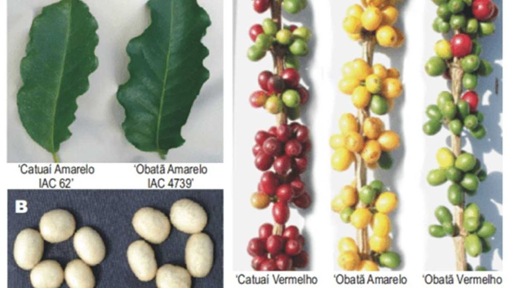 Café Arabica e Robusta