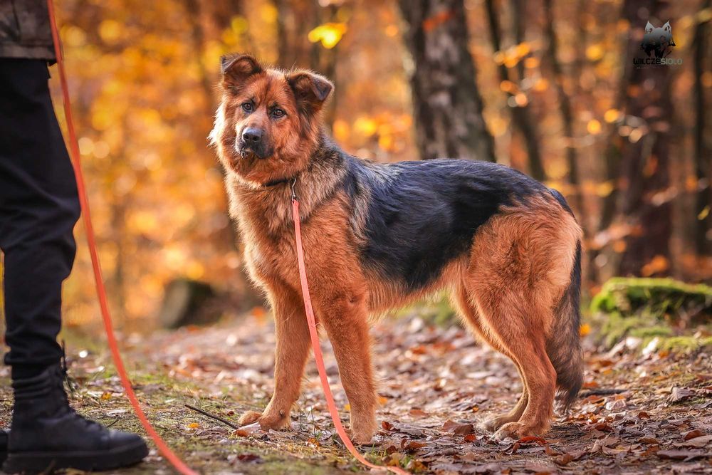 Hebe , młoda suka w typie owczarka do adopcji z fundacji