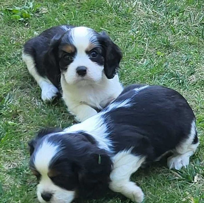 Cavalier King Charles spaniel