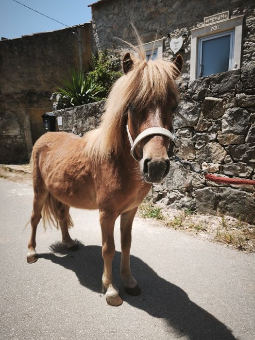 Ponei macho inteiro
