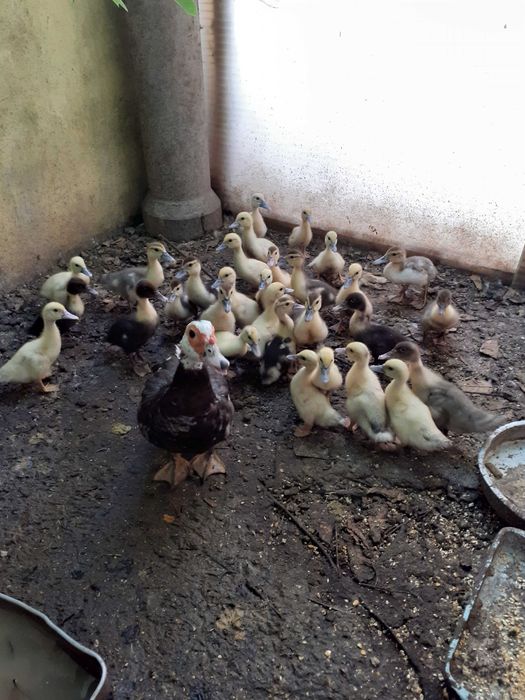 Patos Mudos de vários tamanhos criados em Quinta