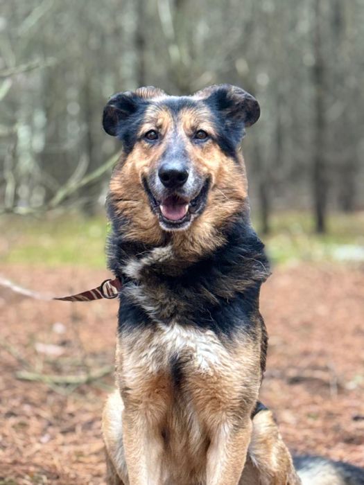 Duży i łagodny Hipek czeka na swój dom