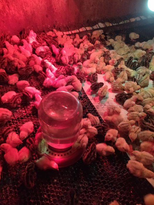 Перепілки домашні