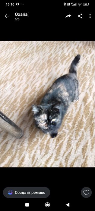 Продаются котята