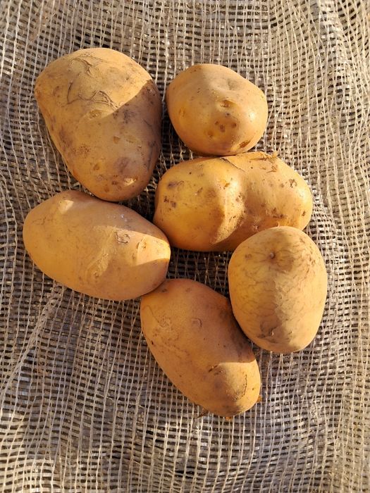 Batatas Agria e semester