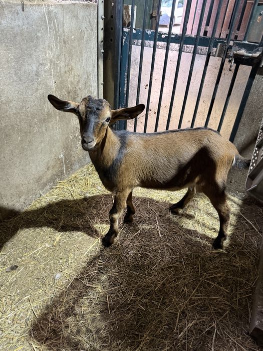Bode/ Cabrito Macho
