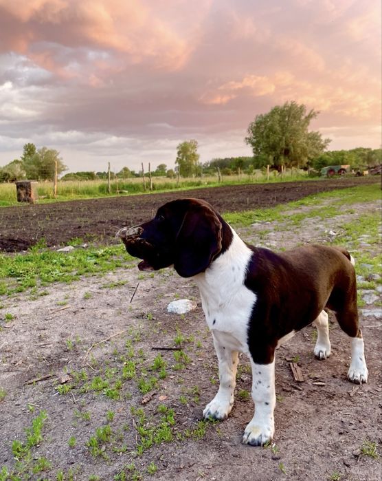 Zaginął piesek! Nagroda dla znalazcy!!!