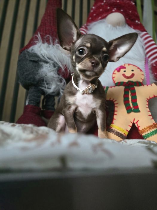 Chihuahua suczka gotowa do odbioru po Championie