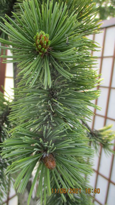 Sosna oscista, pinus aristata