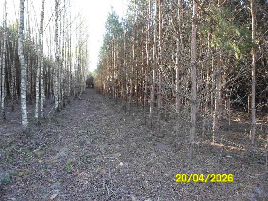 Las sosna brzoza dąb sprzedam