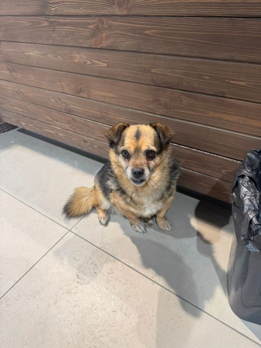 Собачка в добрі ручки!