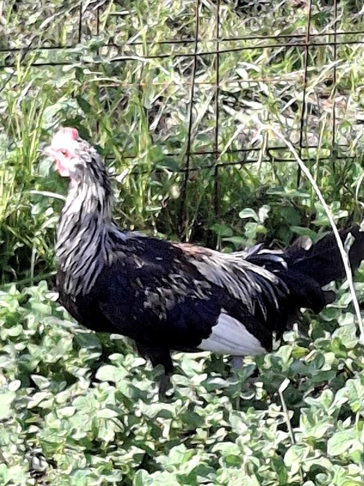 Fenix jovens para venda