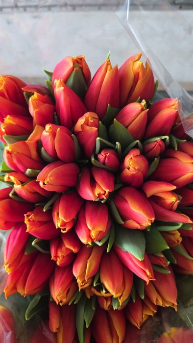 Тюльпан ОПТОМ від 30грн