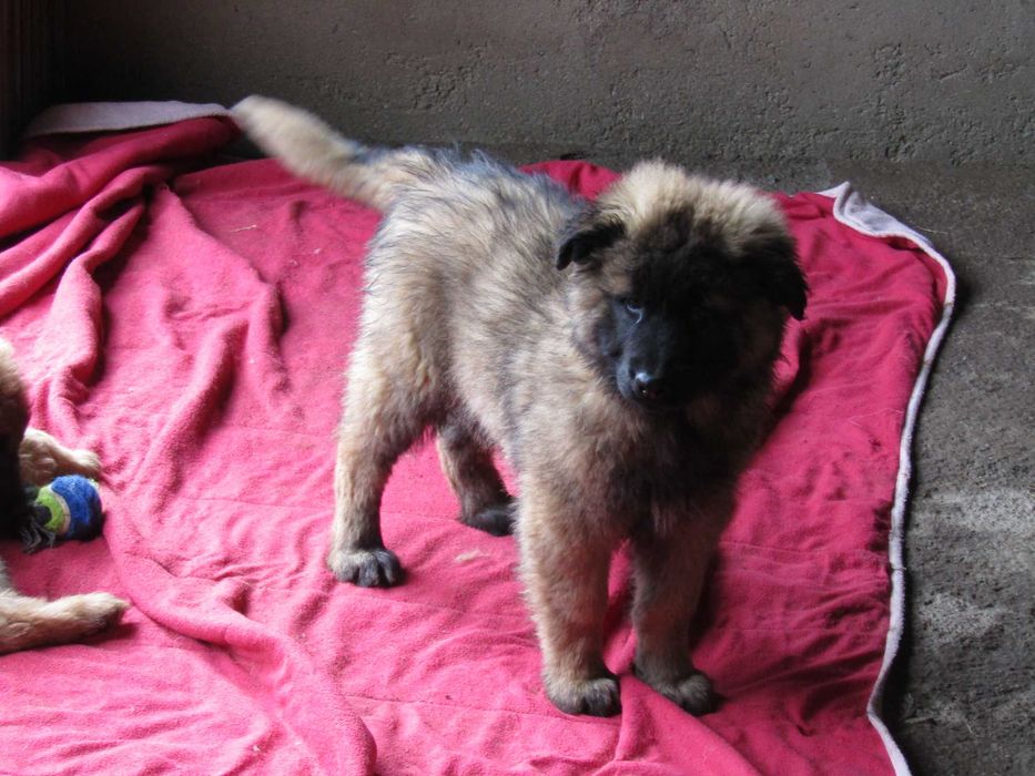 Cão Serra da Estrela com Pedigree/Afixo