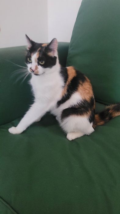 Spokojna wysterylizowana  kotka