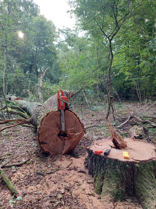 Drewno do palenia, liściaste gatunki