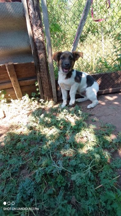 Віддам цюцяна в добрі руки