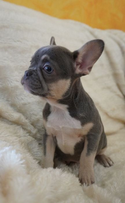 Bulldog francês porte pequeno