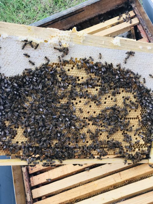 Бджолопакети укр степовоі