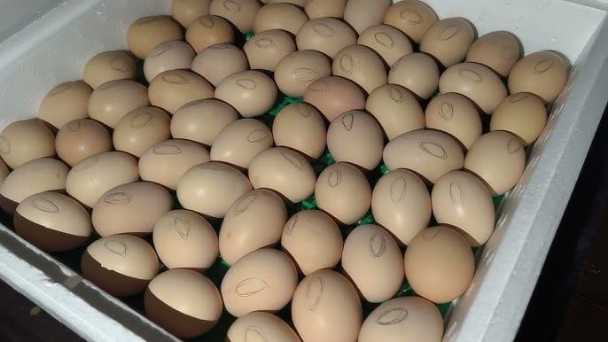 Інкубаційні яйця