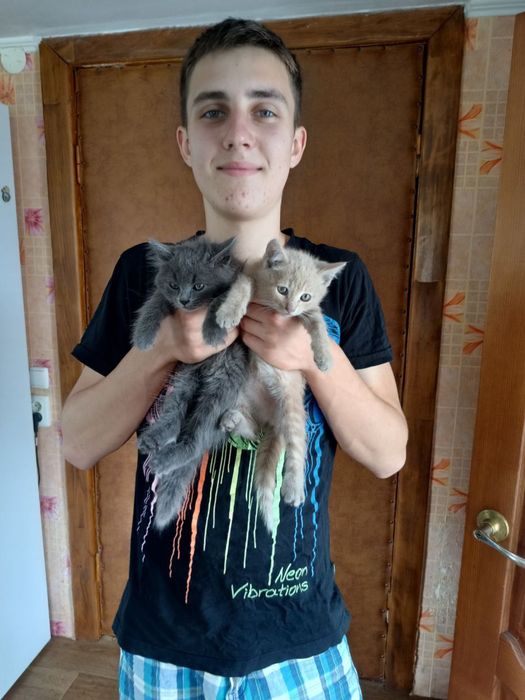 Кошенята (сіре, руде)