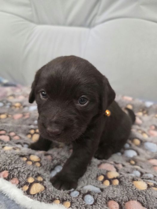 Pieski do adopcji-ZAREZERWOWANE