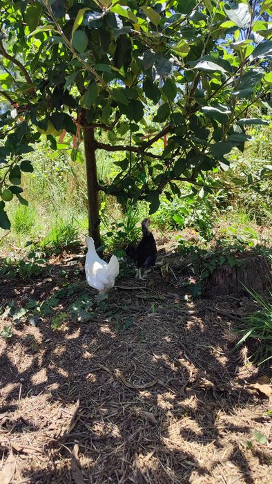 Casal de garnizes novos do campo