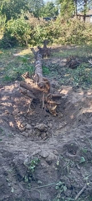 Расчистка територии,уборка и вывоз.