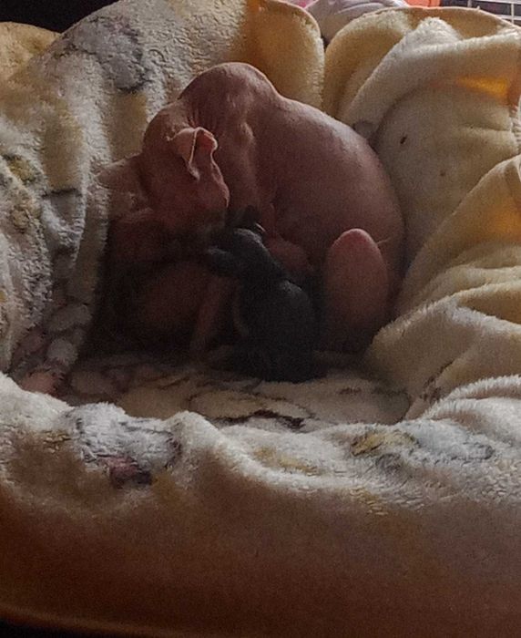Sphynx de qualidade