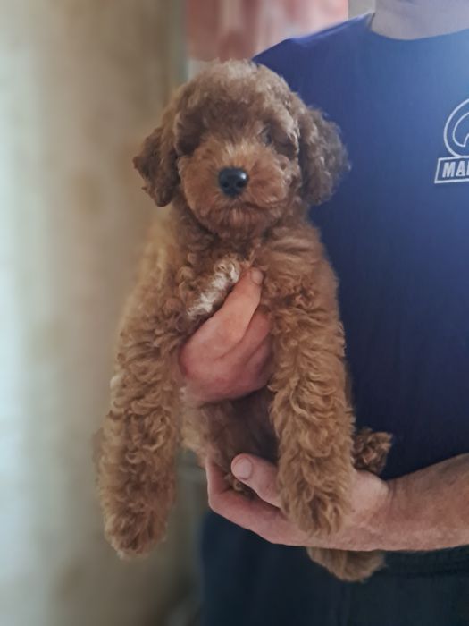 Пудель мальчик 4 мес