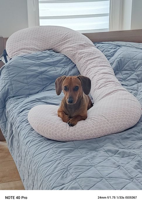 Oddam psa w dobre ręce  jamnika 3 lata