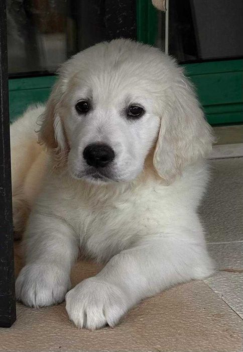 Golden Retriever