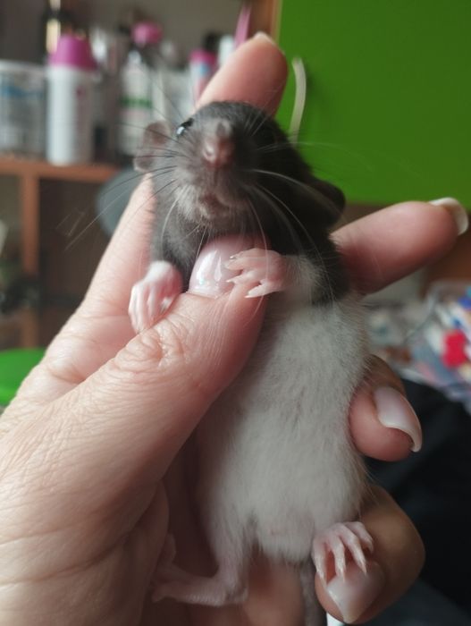 Дамбо щурики  продаж